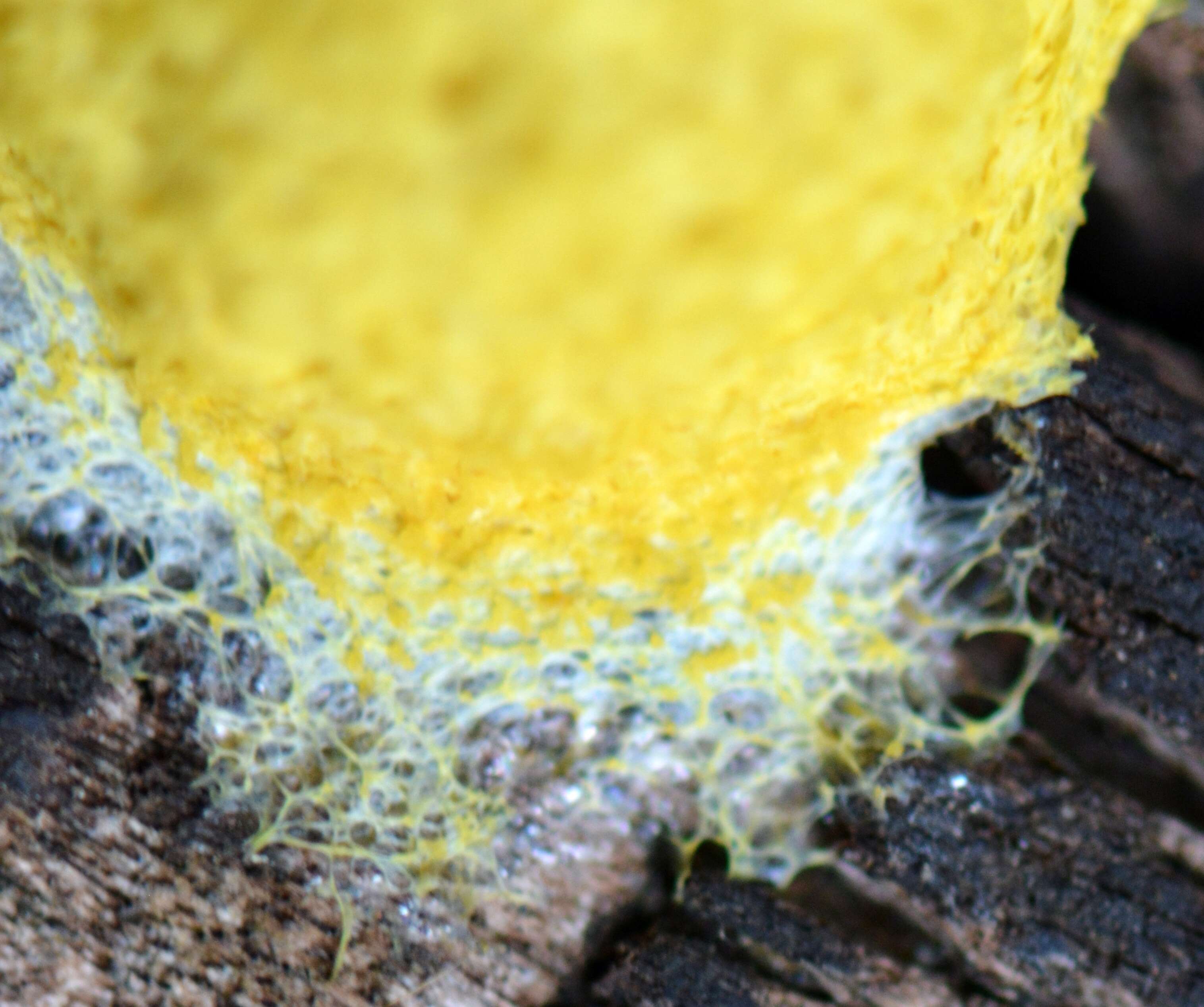 Image of Dog vomit slime mold