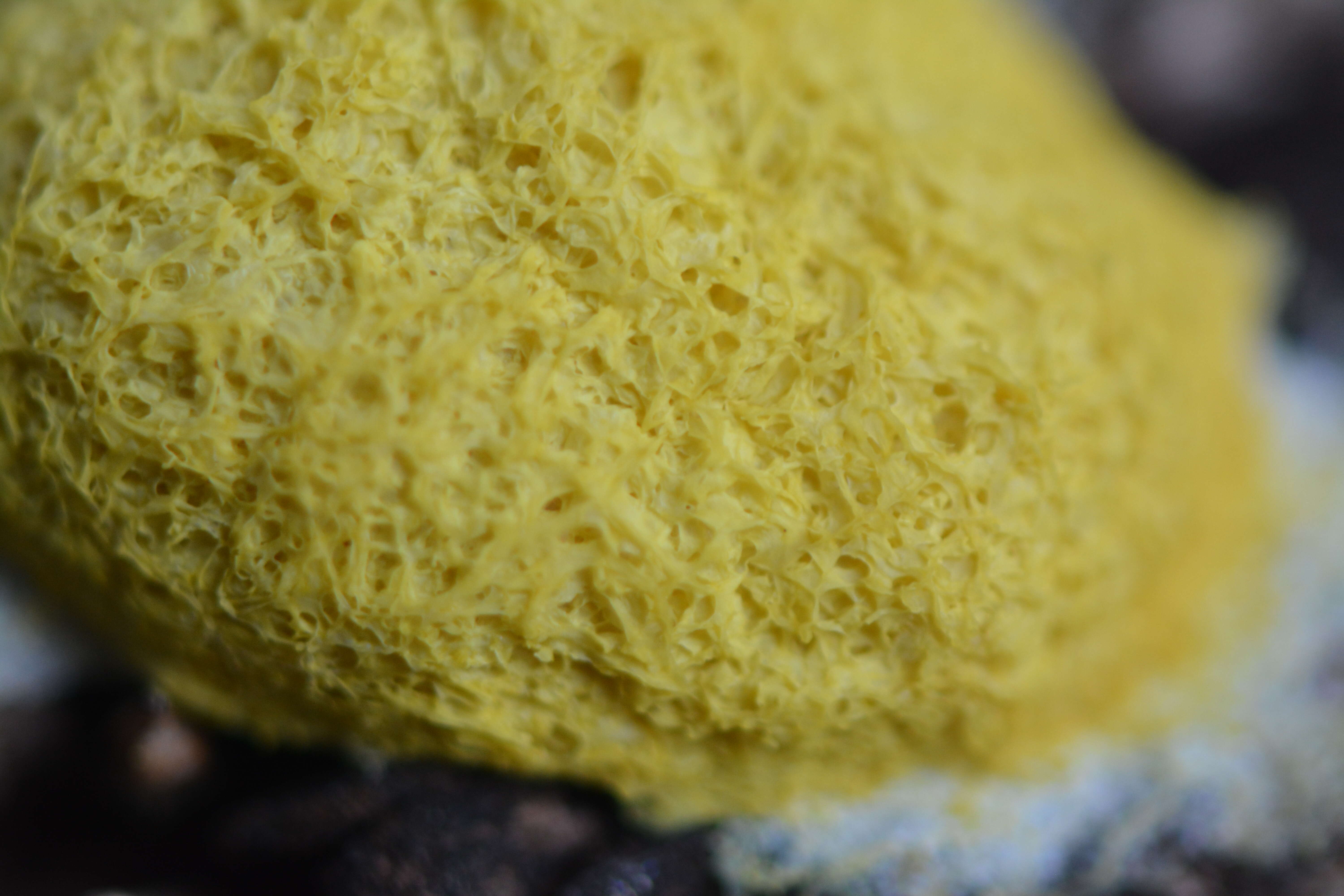 Image of Dog vomit slime mold