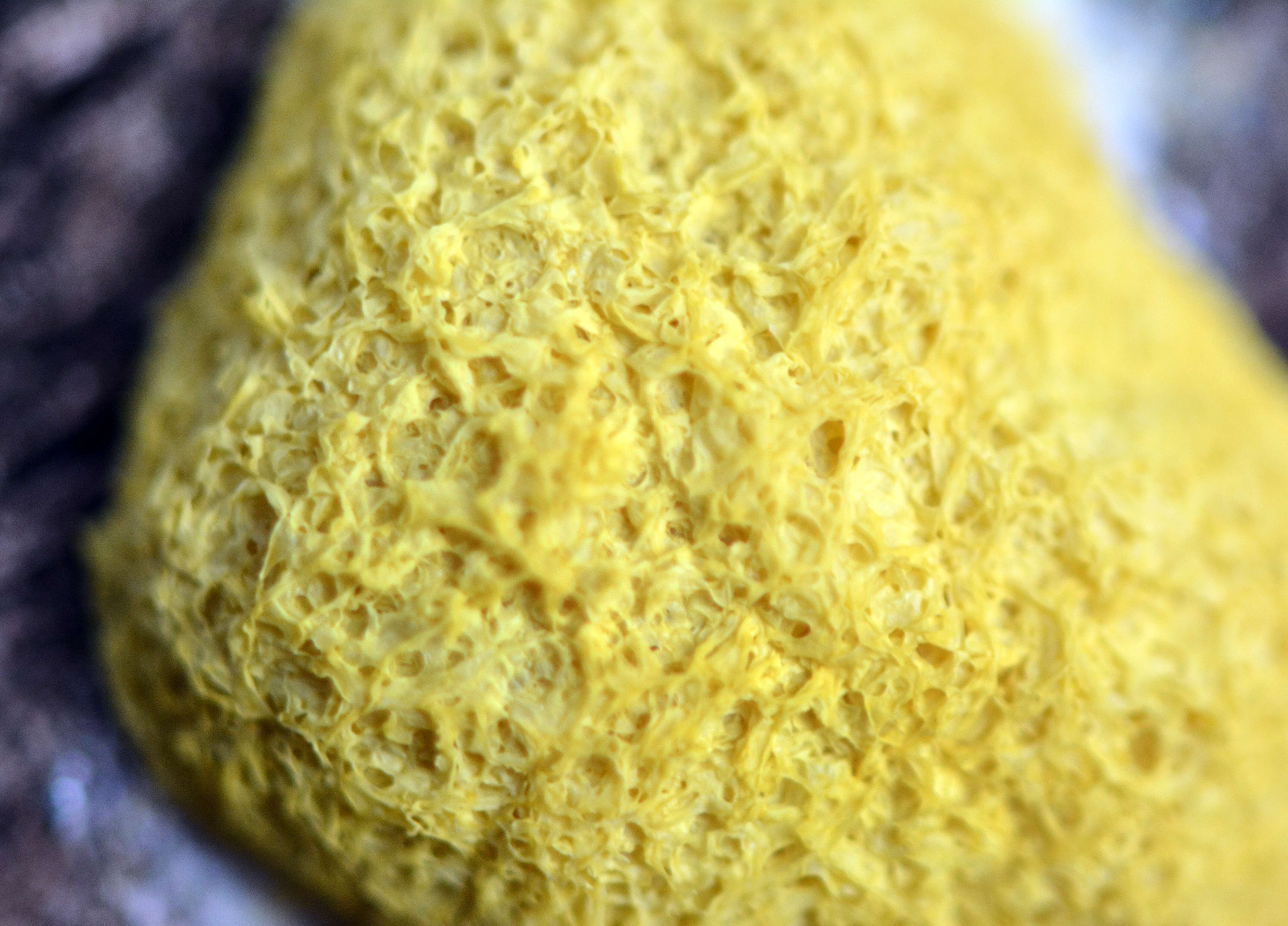 Image of Dog vomit slime mold