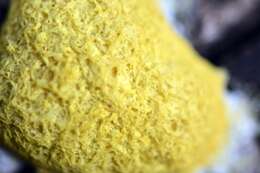 Image of Dog vomit slime mold