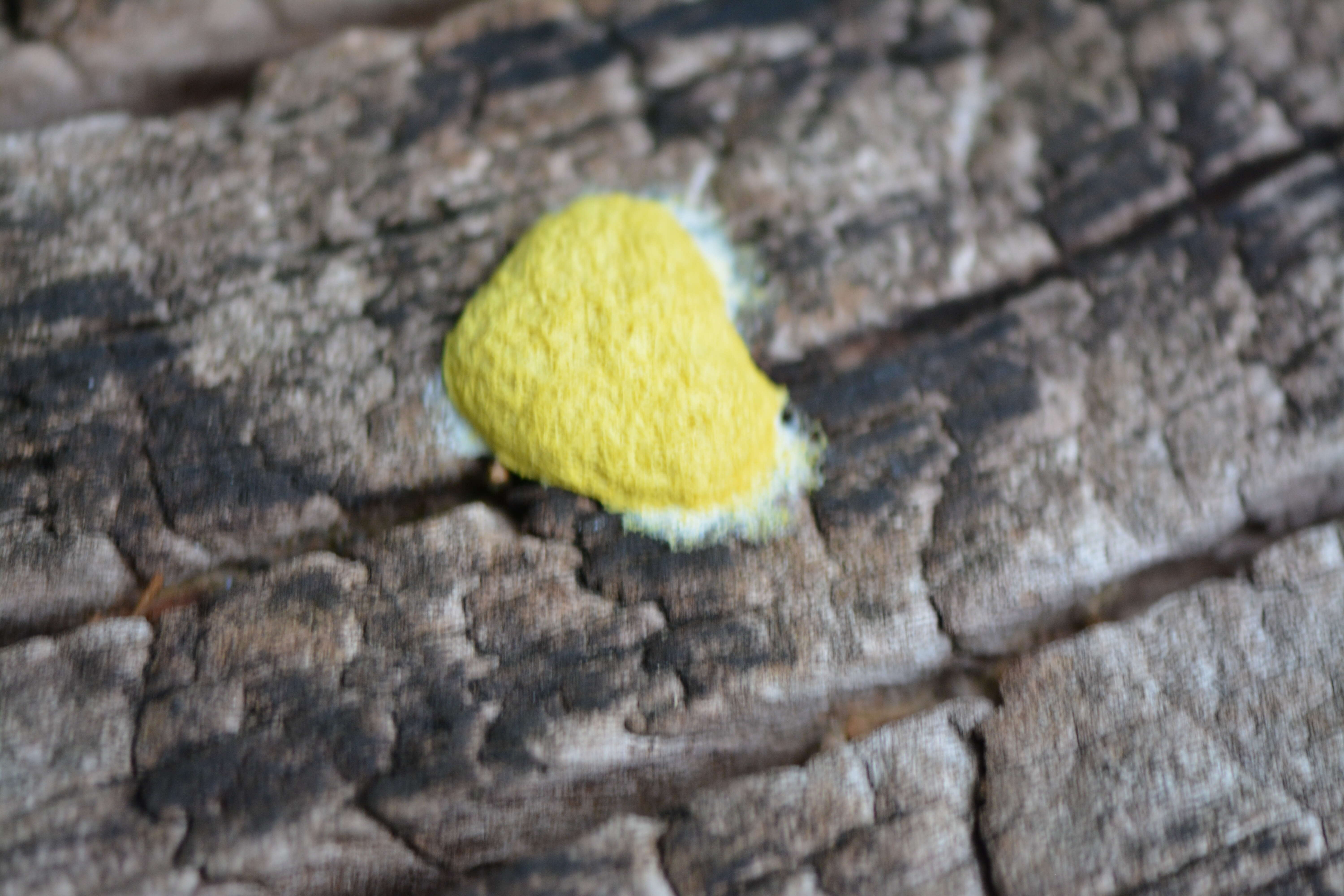 Image of Dog vomit slime mold