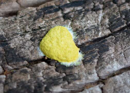 Image of Dog vomit slime mold