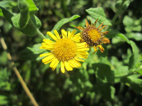 Image of common fleabane