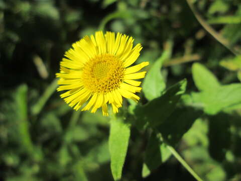 Image of common fleabane