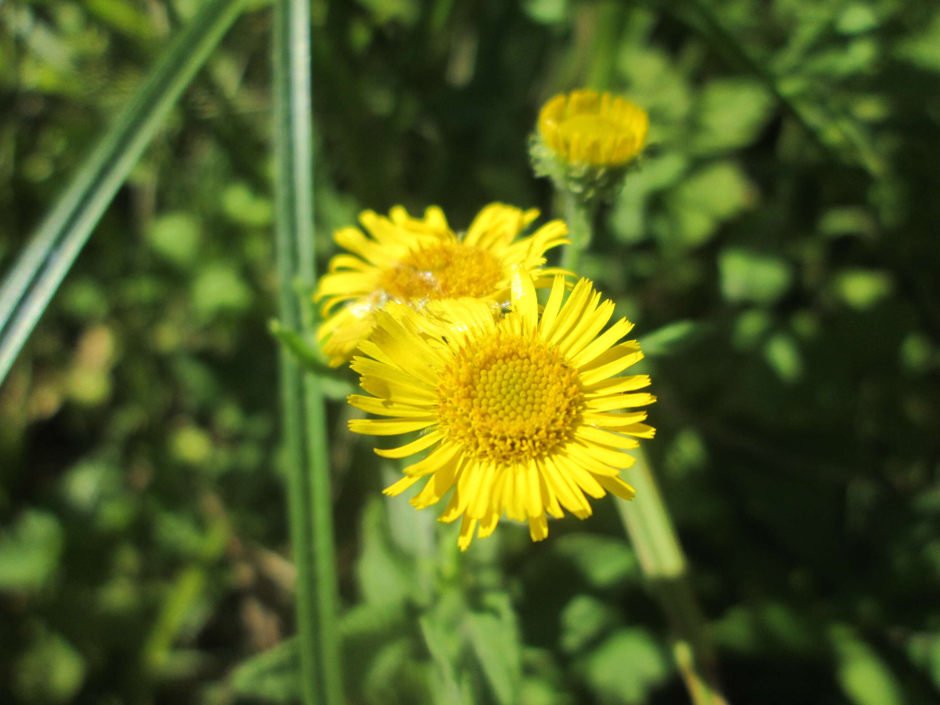 Image of common fleabane