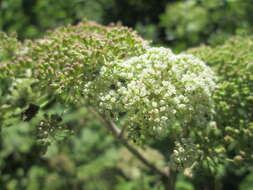 Image of wild angelica