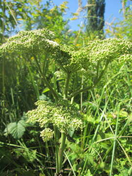 Image of wild angelica