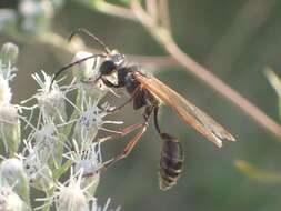 Image of Isodontia elegans (F. Smith 1856)