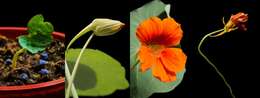 Image of Garden Nasturtium