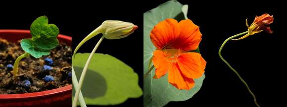 Image of Garden Nasturtium