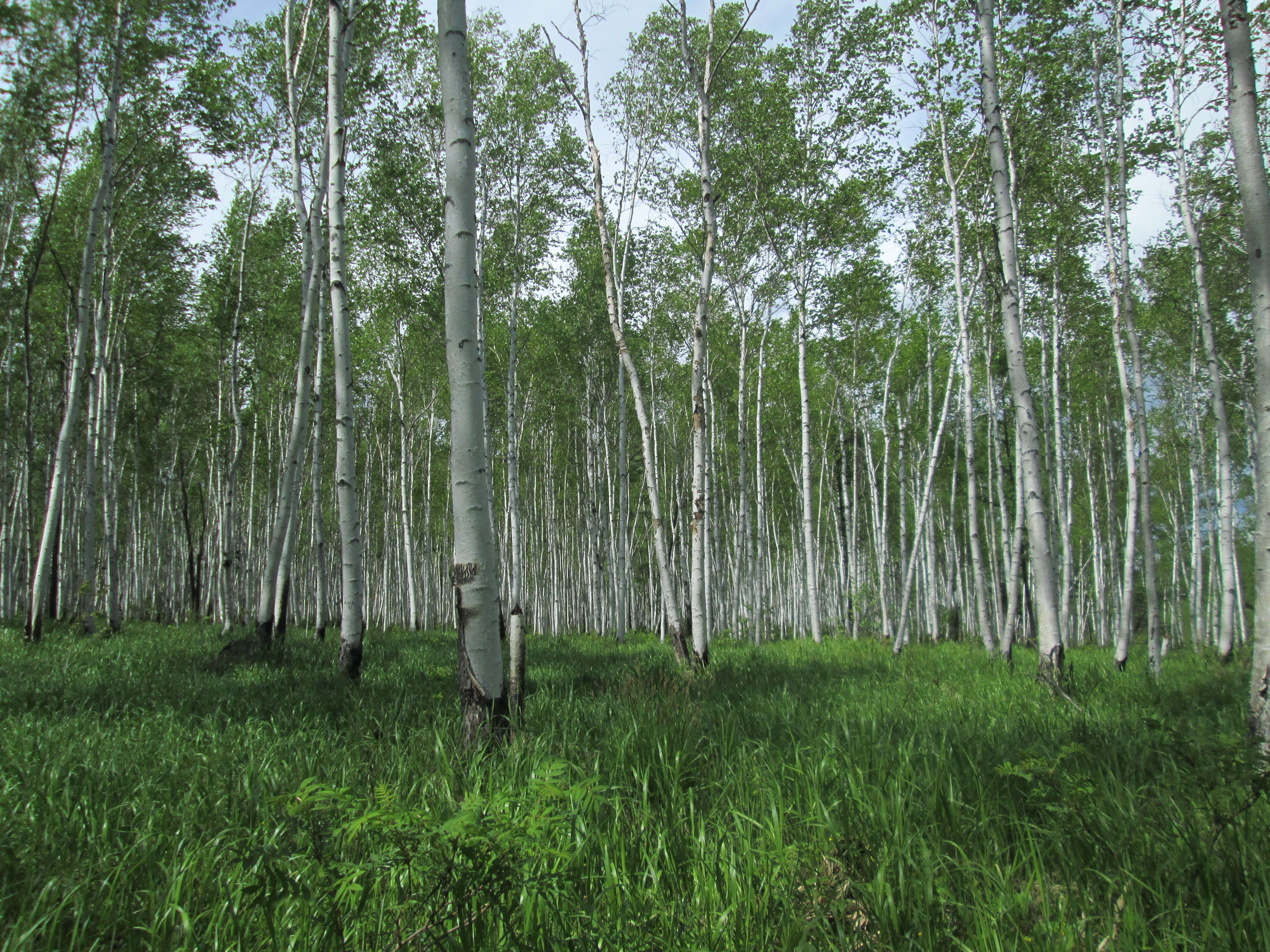 Image of Szechuan white birch