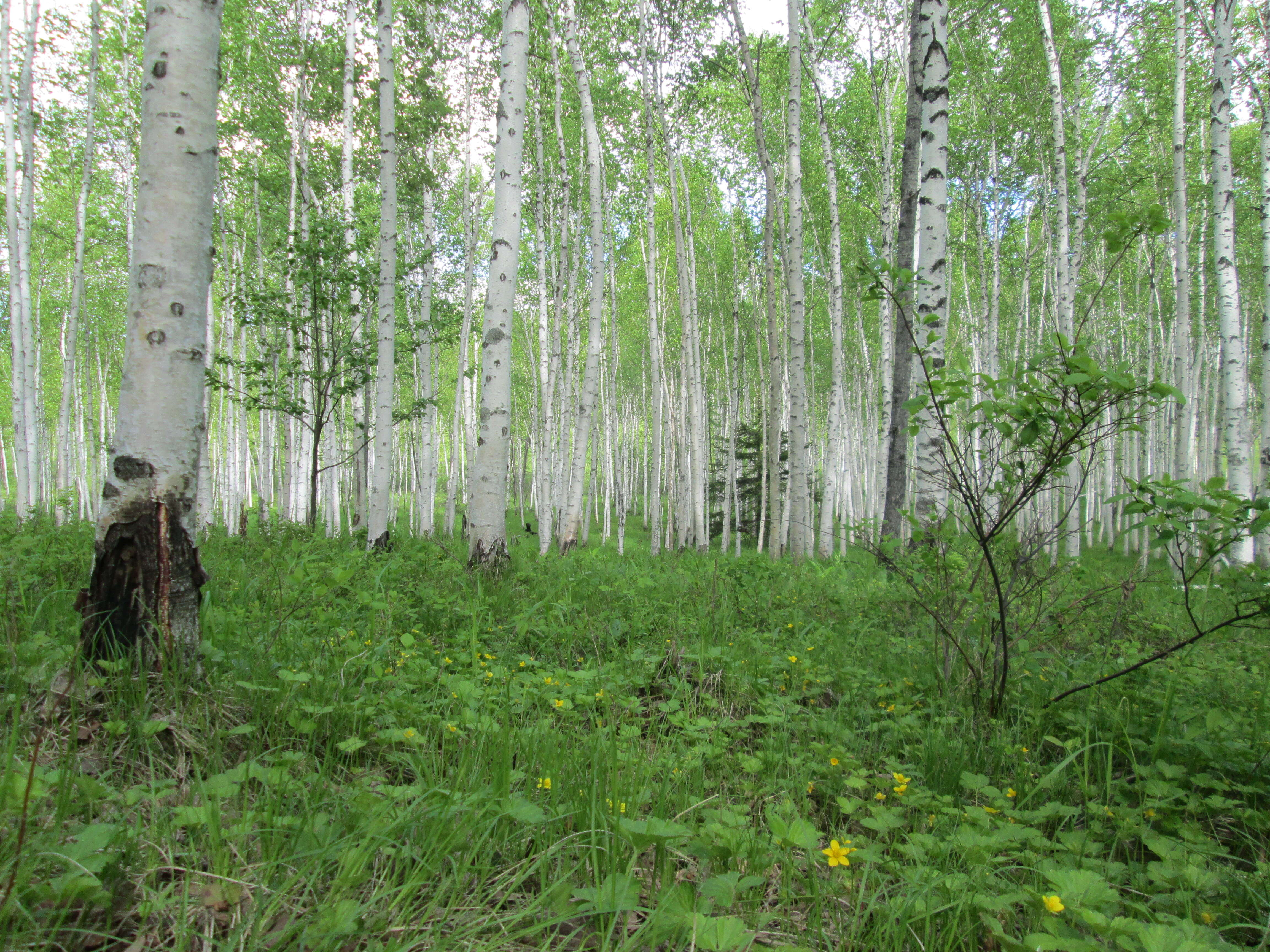 Image of Szechuan white birch