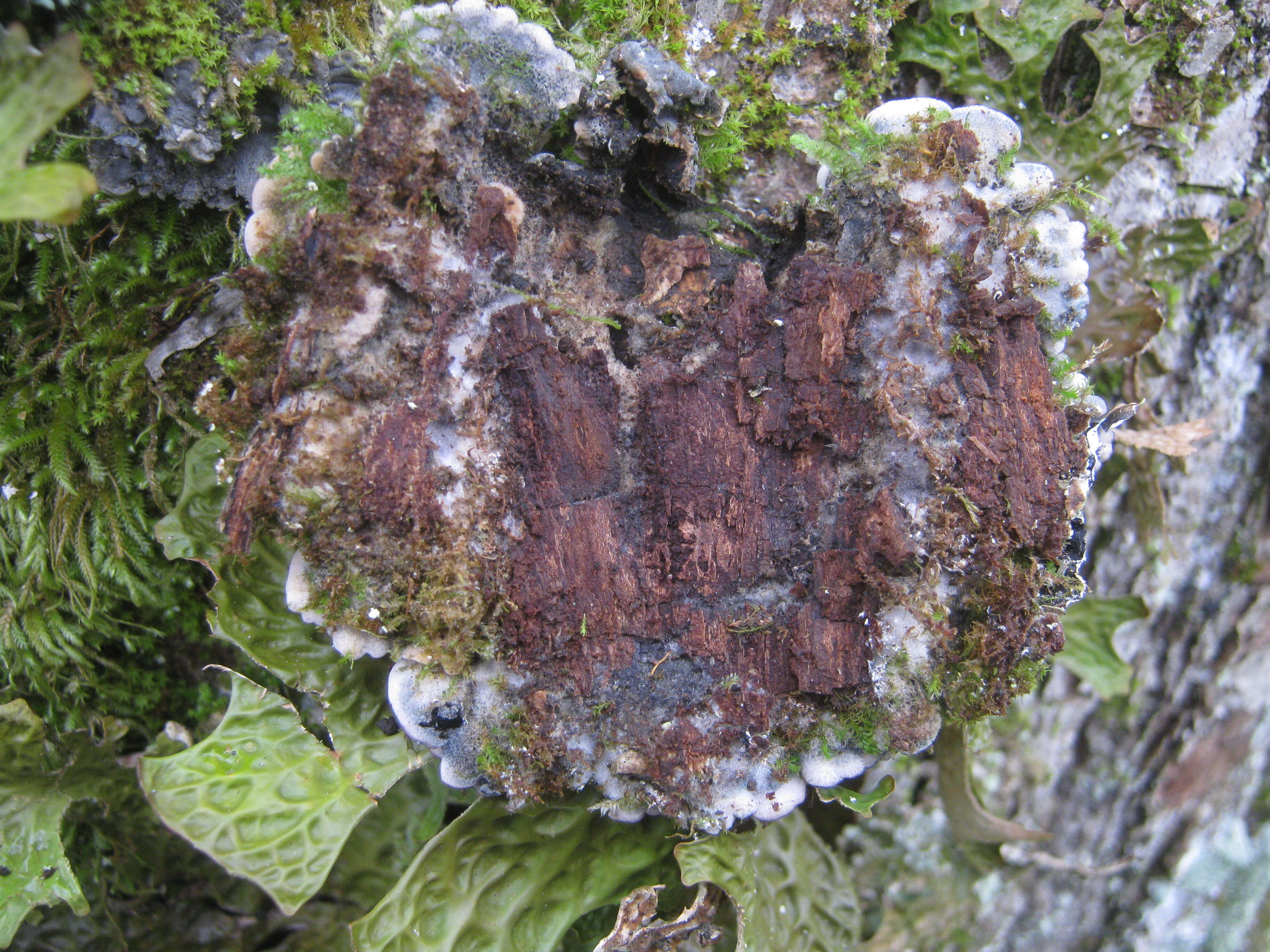 Image of degelia lichen