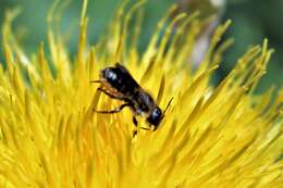 Image de Andrena cineraria (Linnaeus 1758)