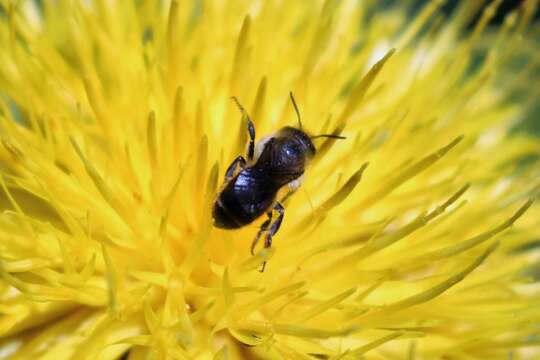 Image de Andrena cineraria (Linnaeus 1758)