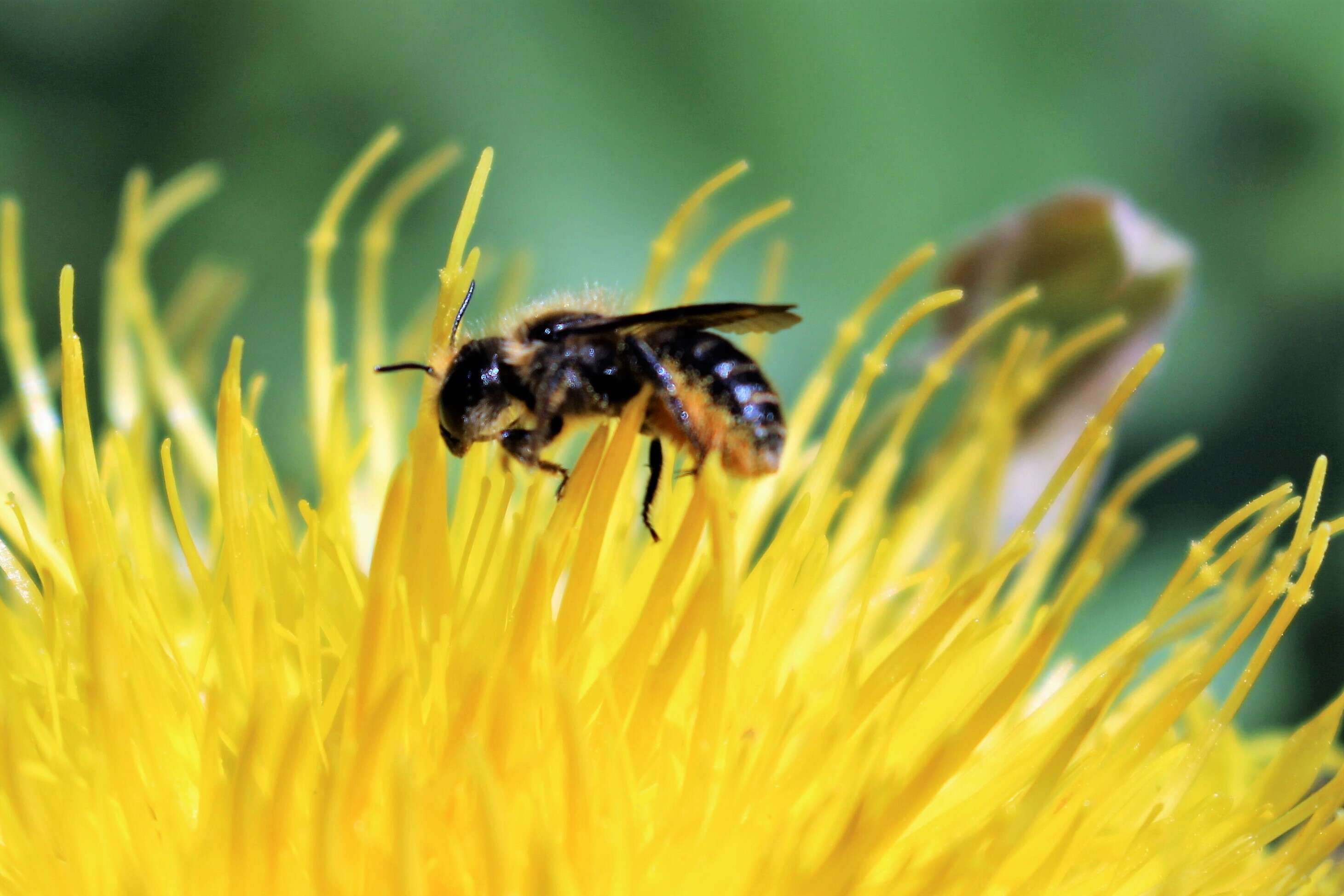 Image de Andrena cineraria (Linnaeus 1758)