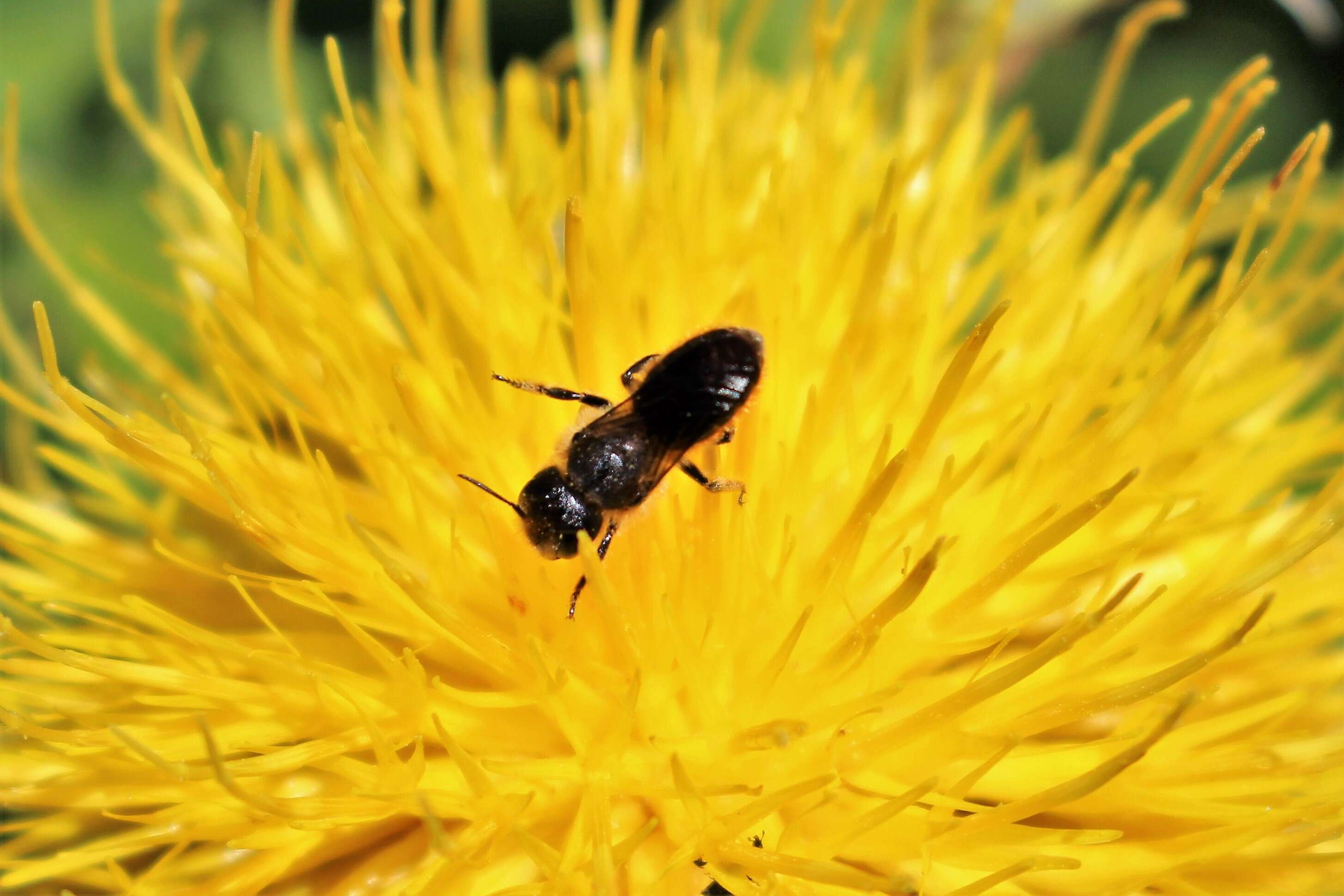 Image of Ashy Mining Bee