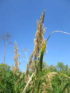 Imagem de Calamagrostis epigejos (L.) Roth