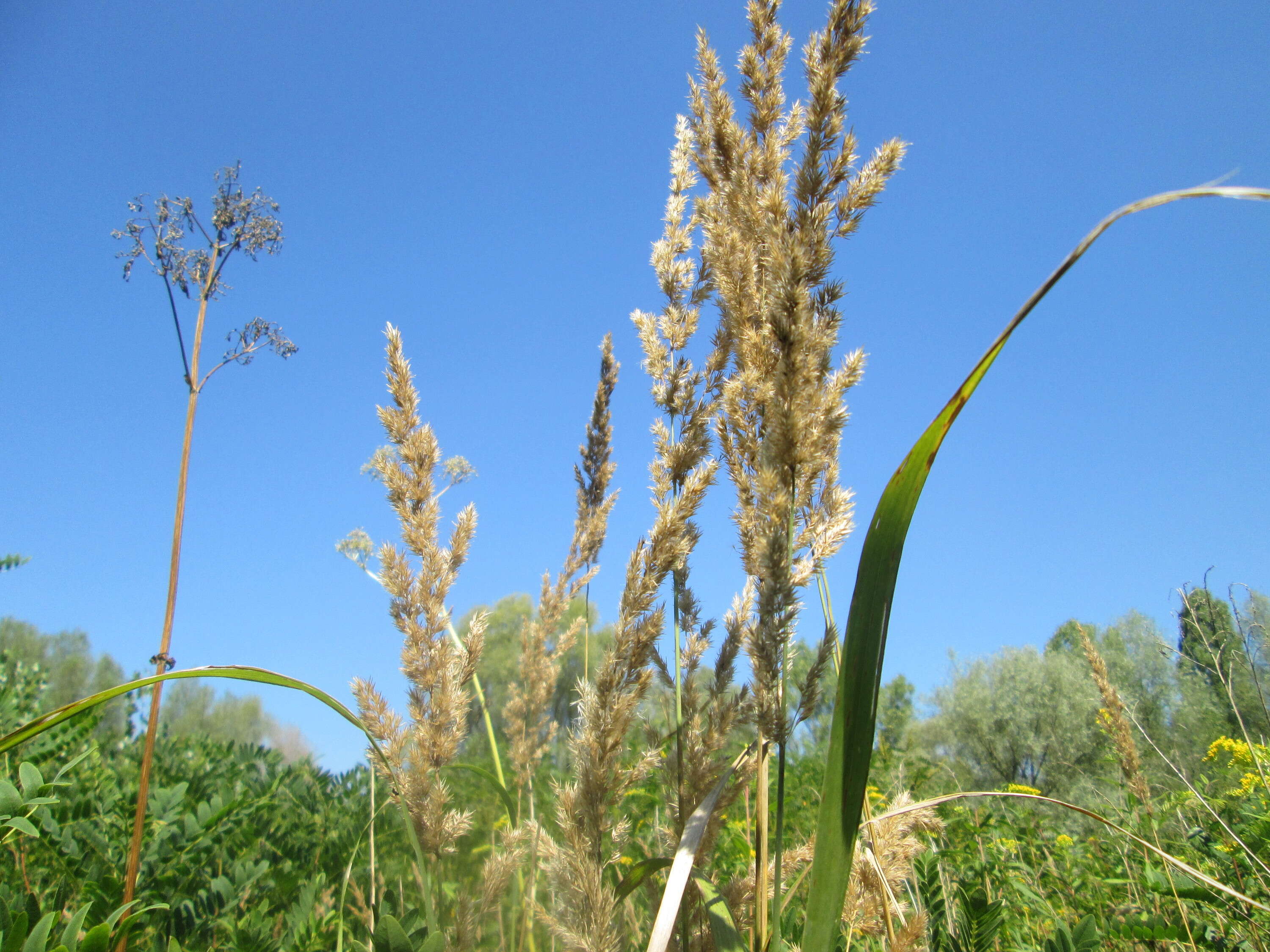 Imagem de Calamagrostis epigejos (L.) Roth