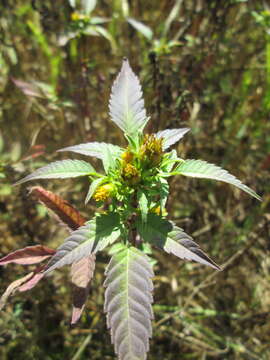 صورة Bidens frondosa L.