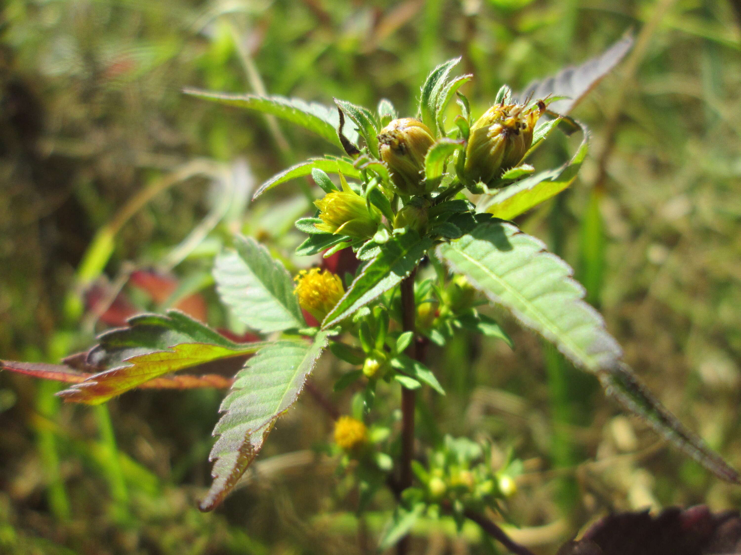 صورة Bidens frondosa L.