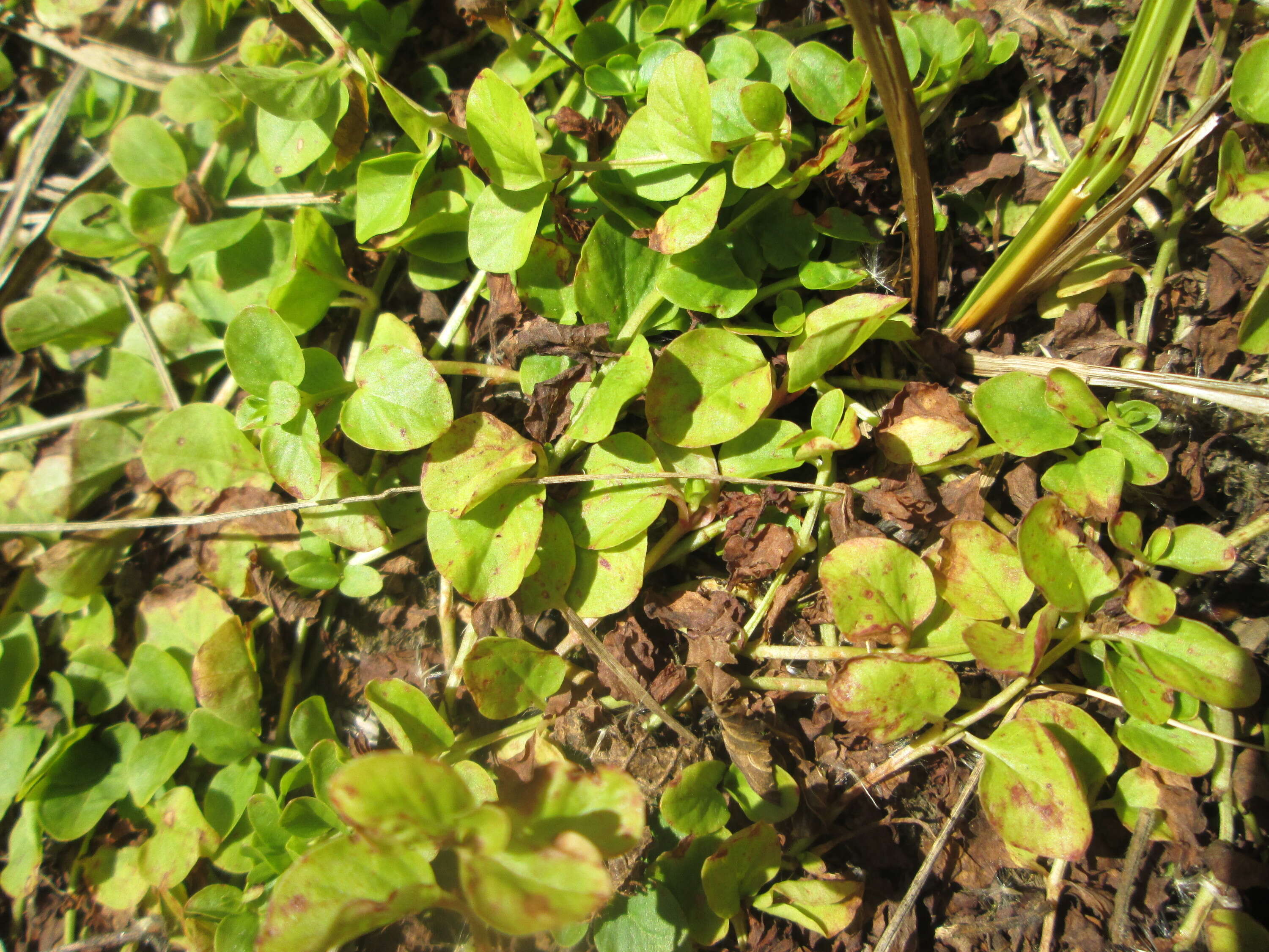 Image of creeping jenny