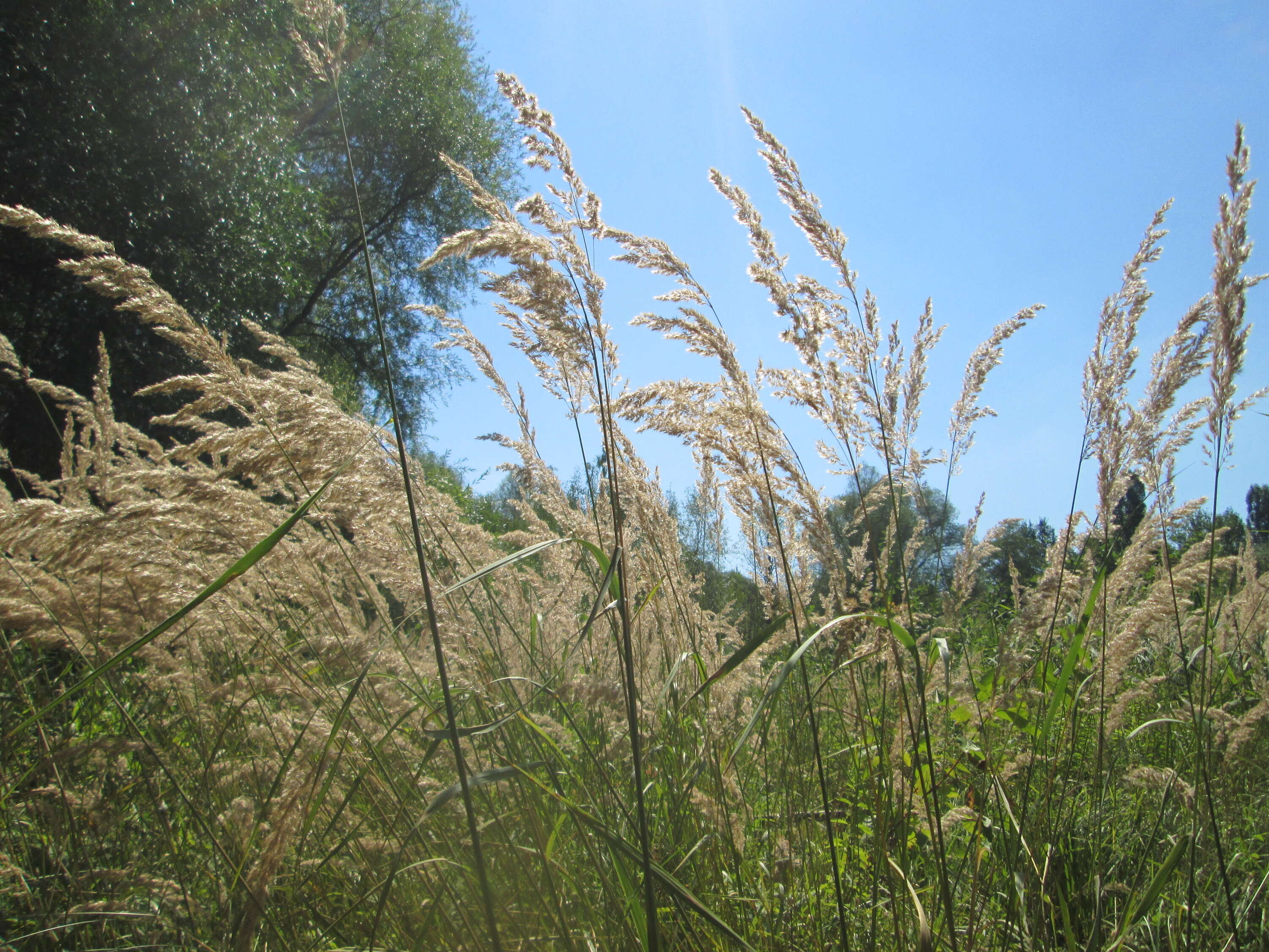 Imagem de Calamagrostis epigejos (L.) Roth