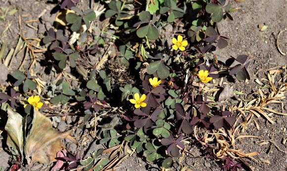 Image of creeping woodsorrel