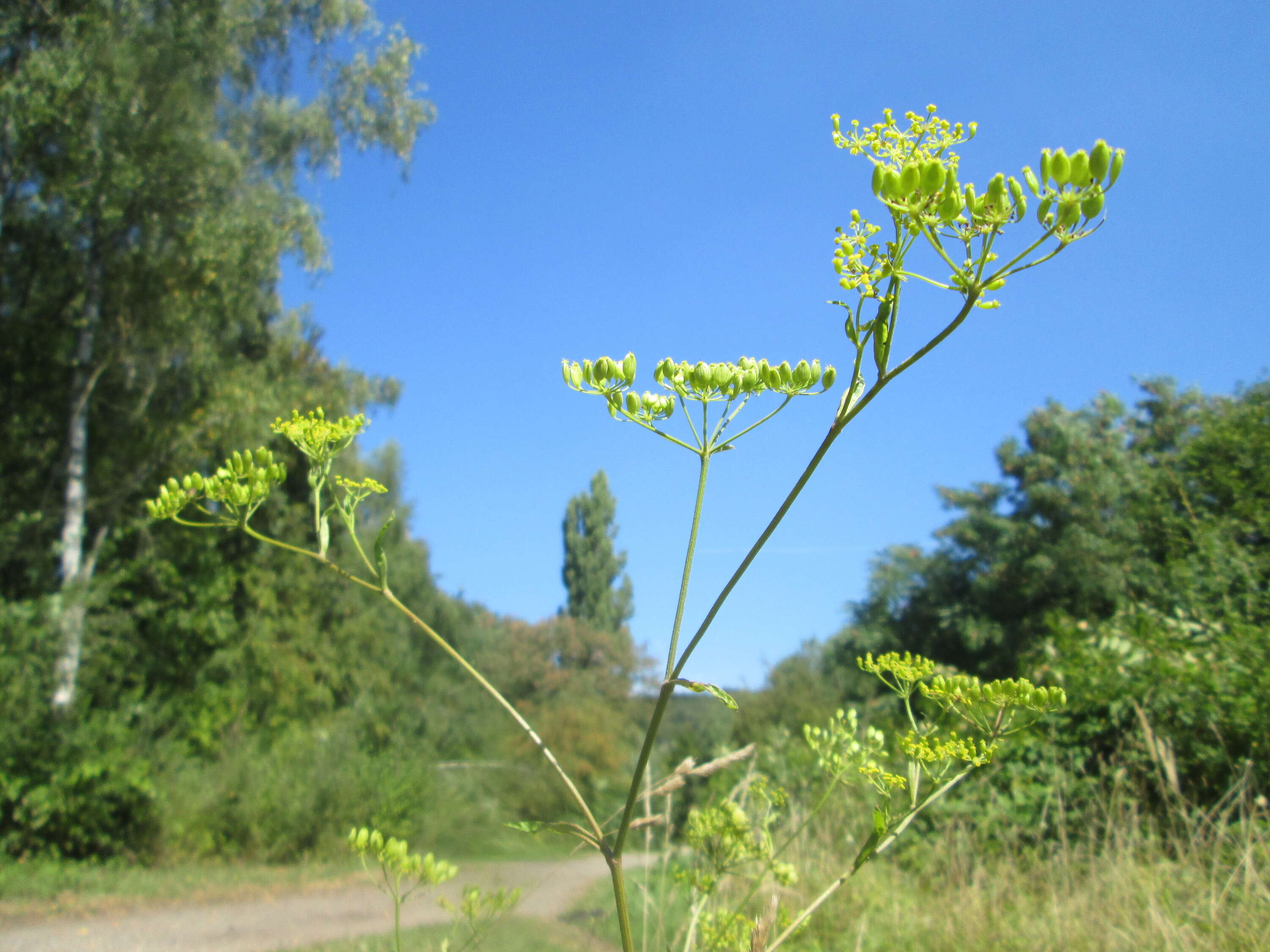 Image of wild parsnip