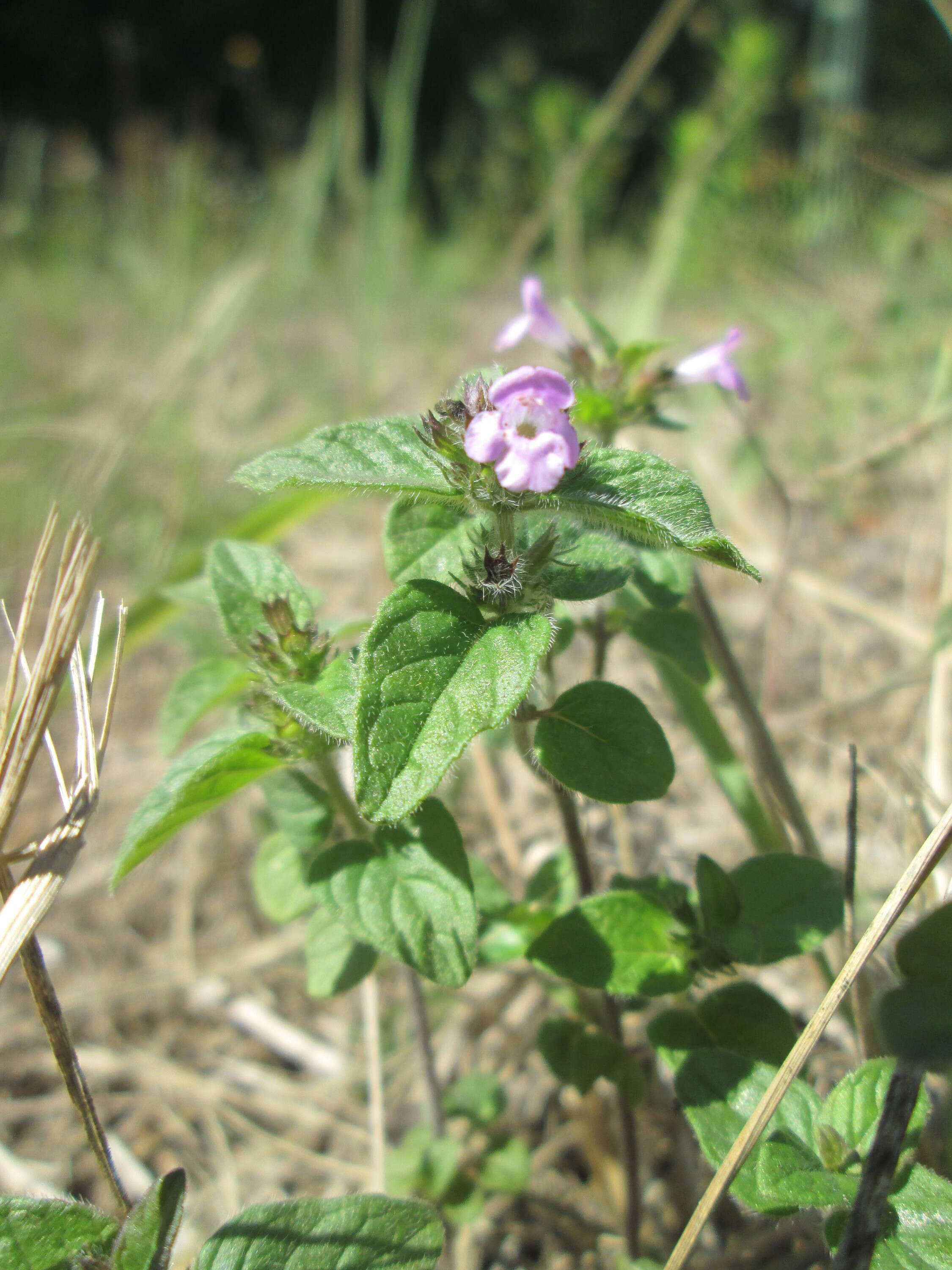 Image of wild basil