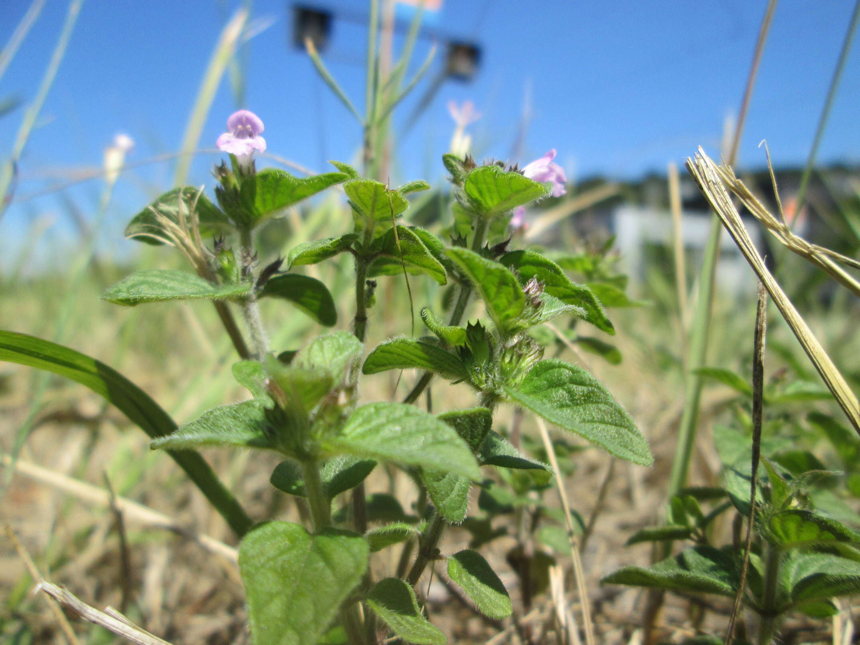 Image of wild basil