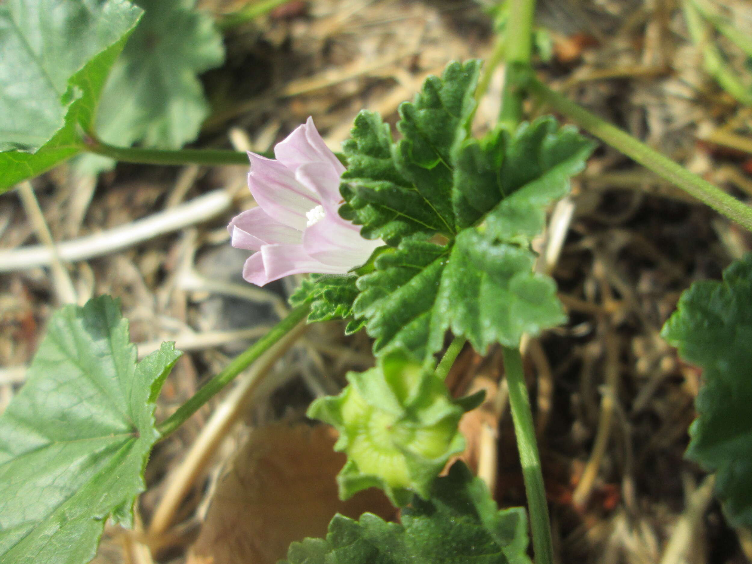 Image of common mallow