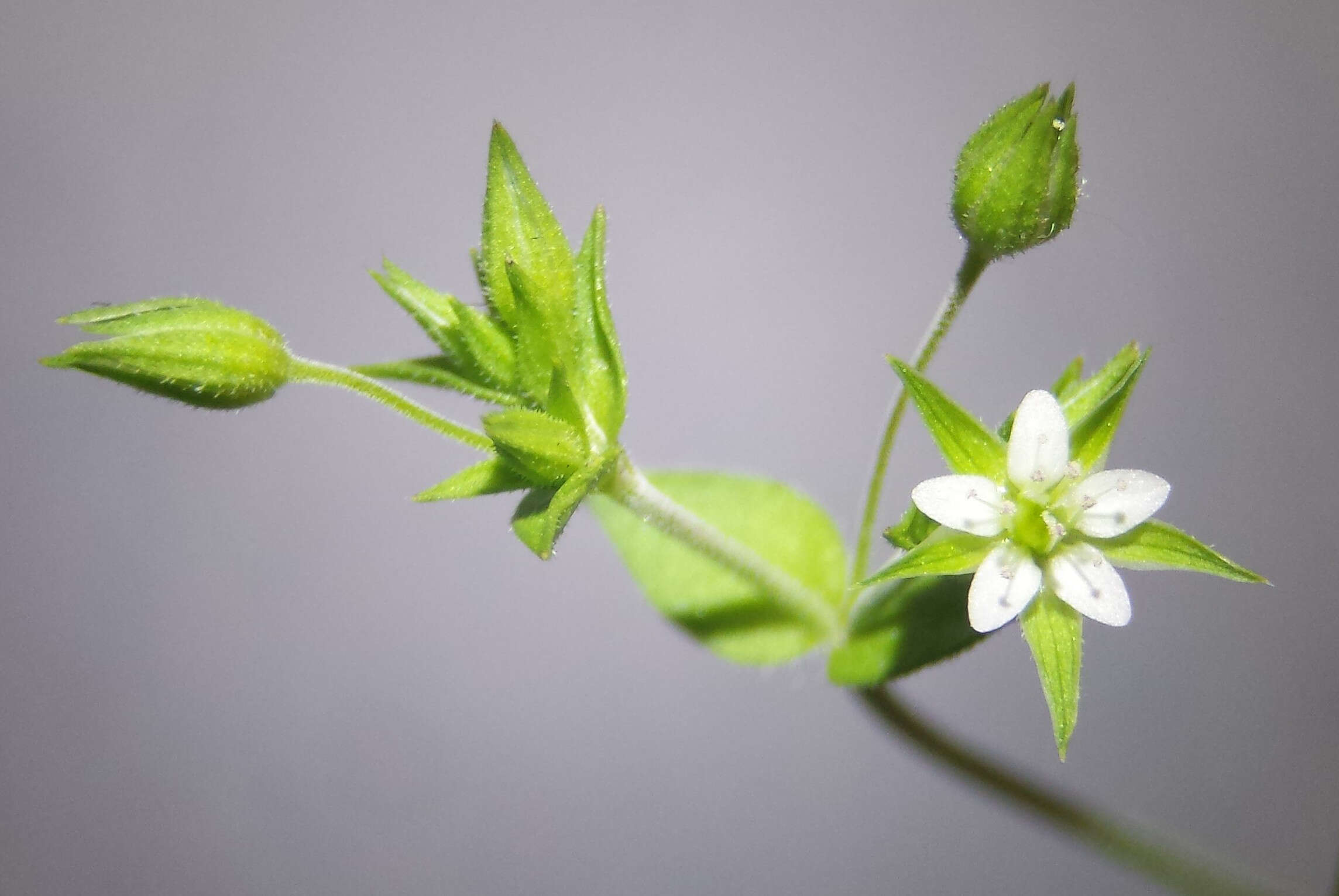 Image de sabline à feuilles de serpolet