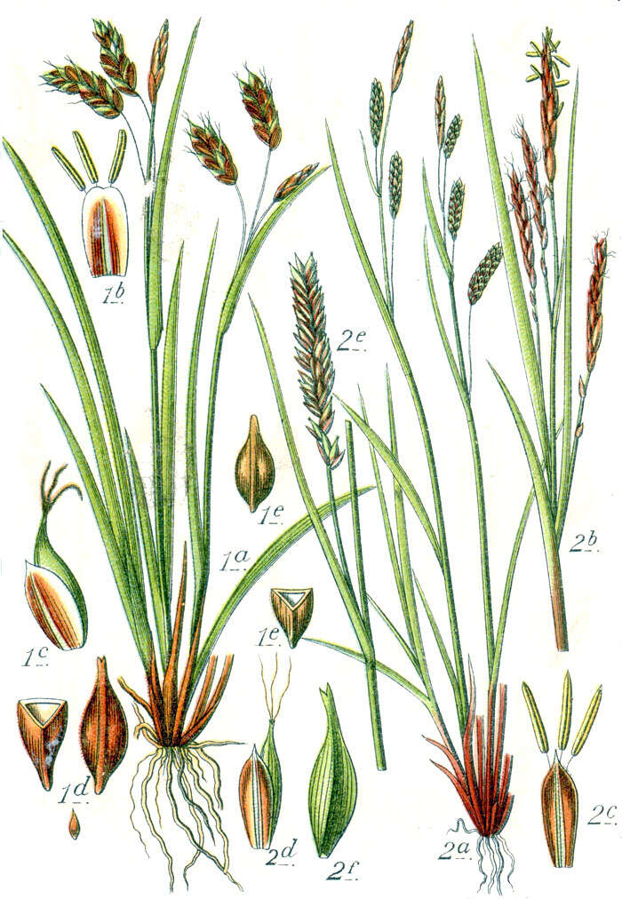 Image of hair-like sedge