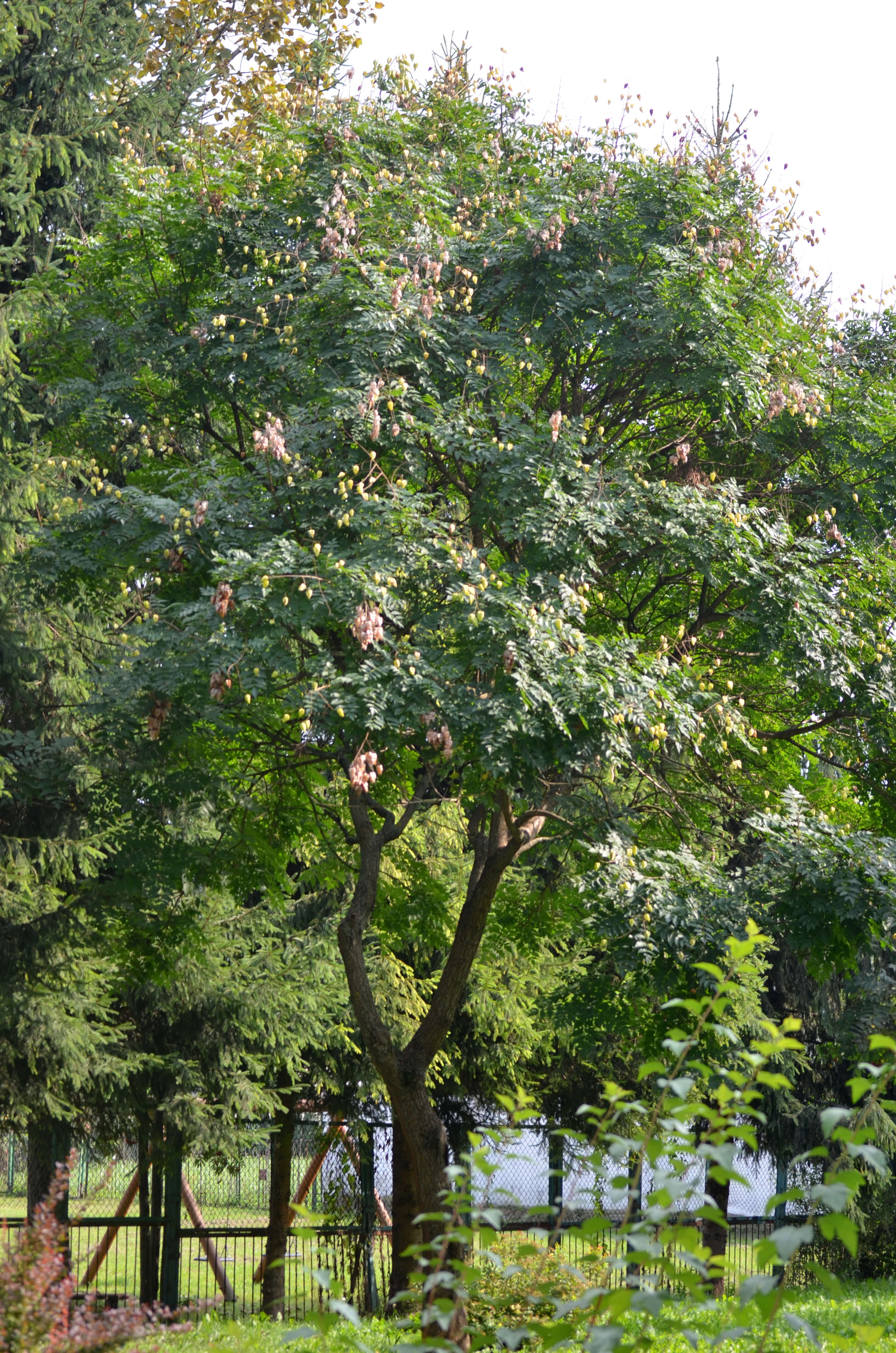 Imagem de Staphylea pinnata L.