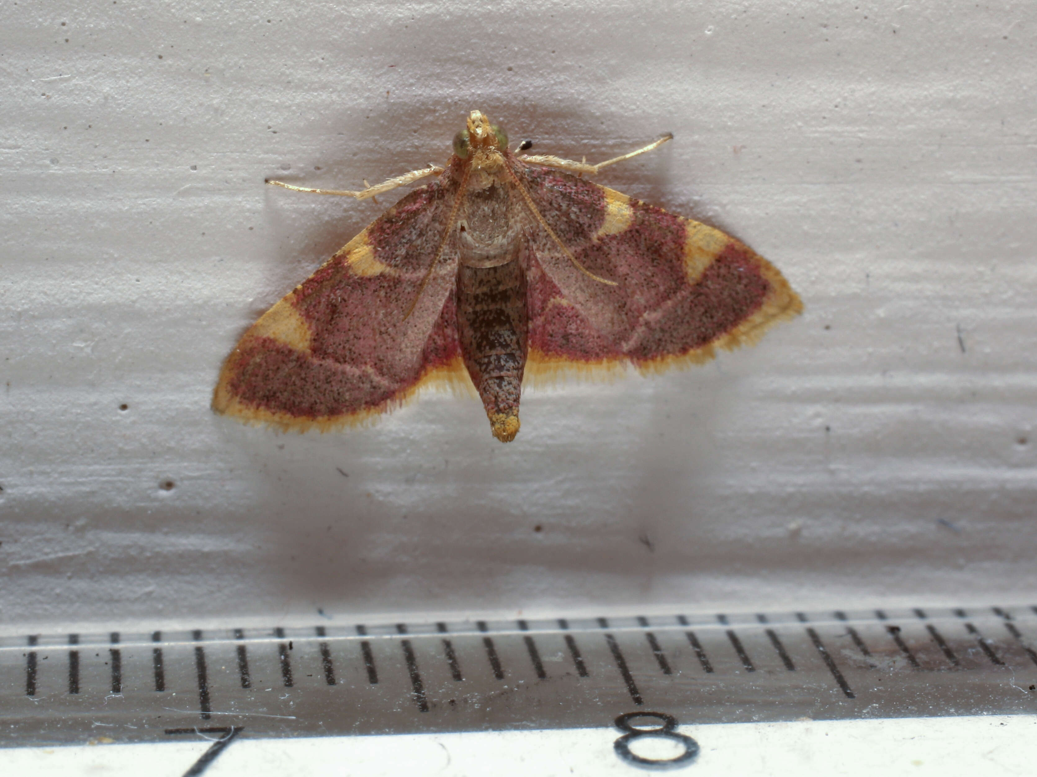 Image of Clover Hayworm Moth