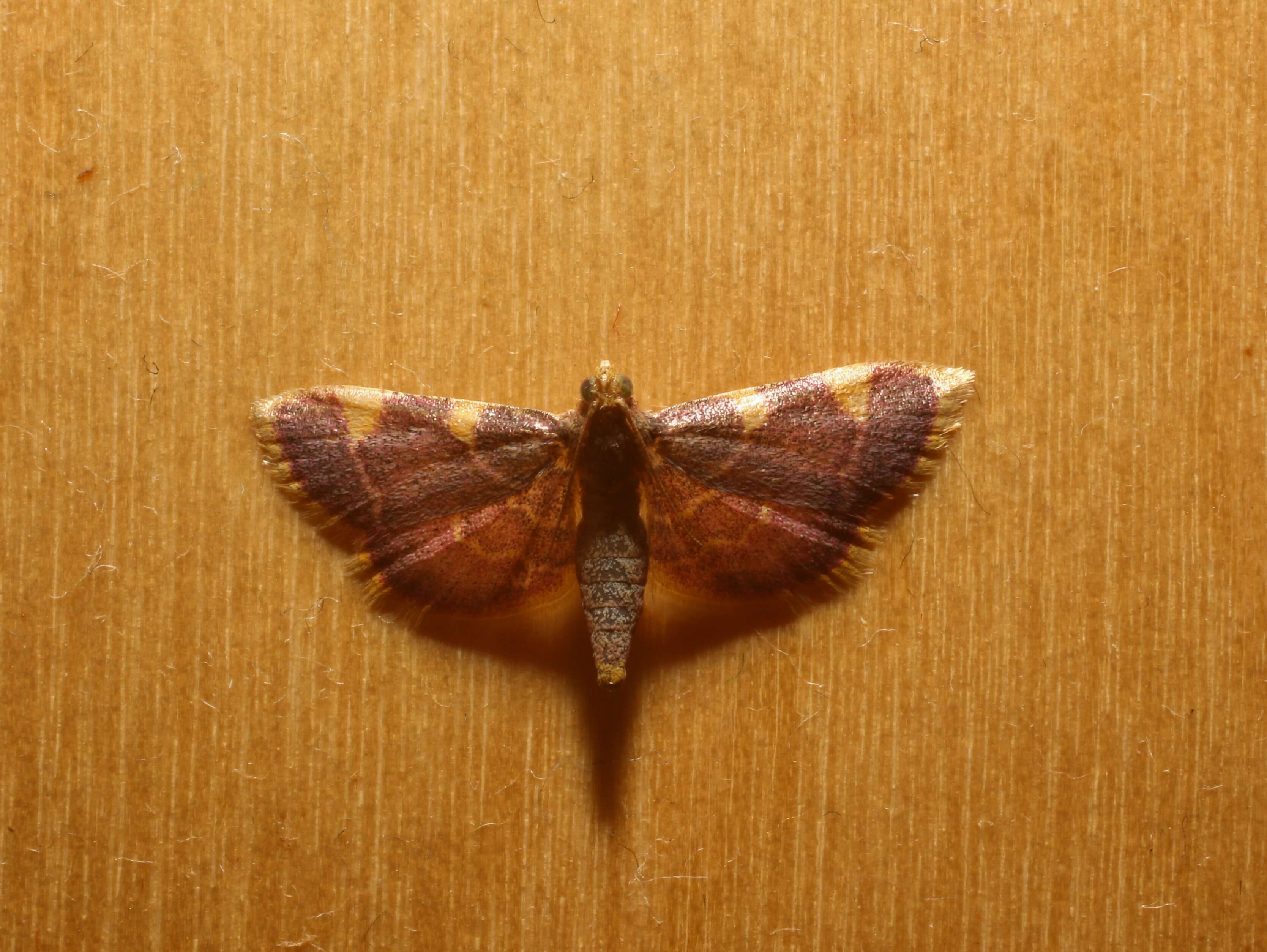 Image of Clover Hayworm Moth