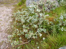 Image de Salix lanata L.