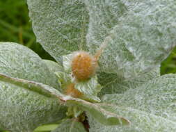 Image de Salix lanata L.