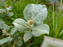 Image de Salix lanata L.