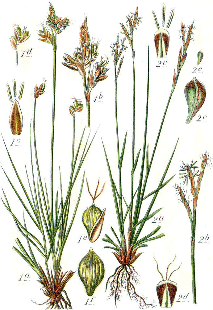 Image of Carex halleriana Asso