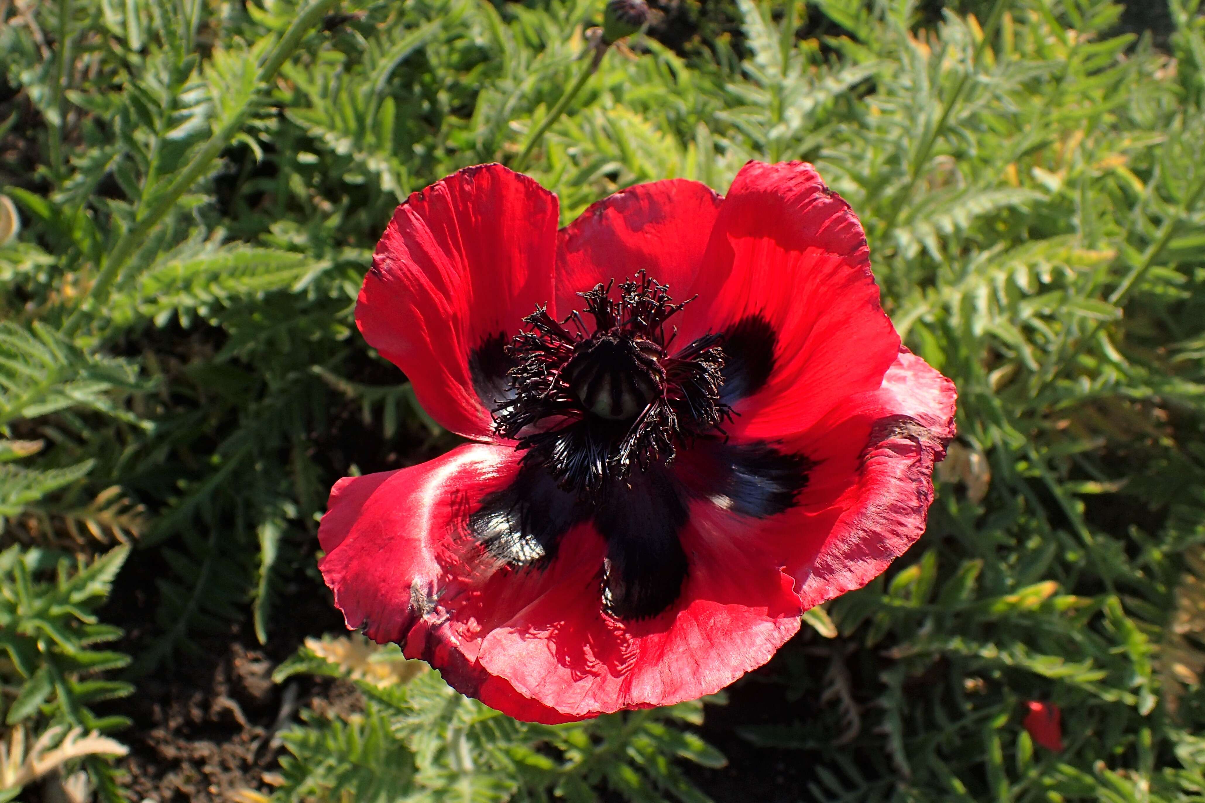 Image of Oriental poppy