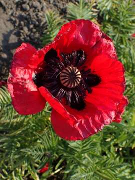 Image of Oriental poppy