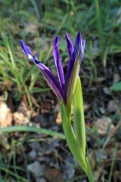 Image of Iris sintenisii Janka