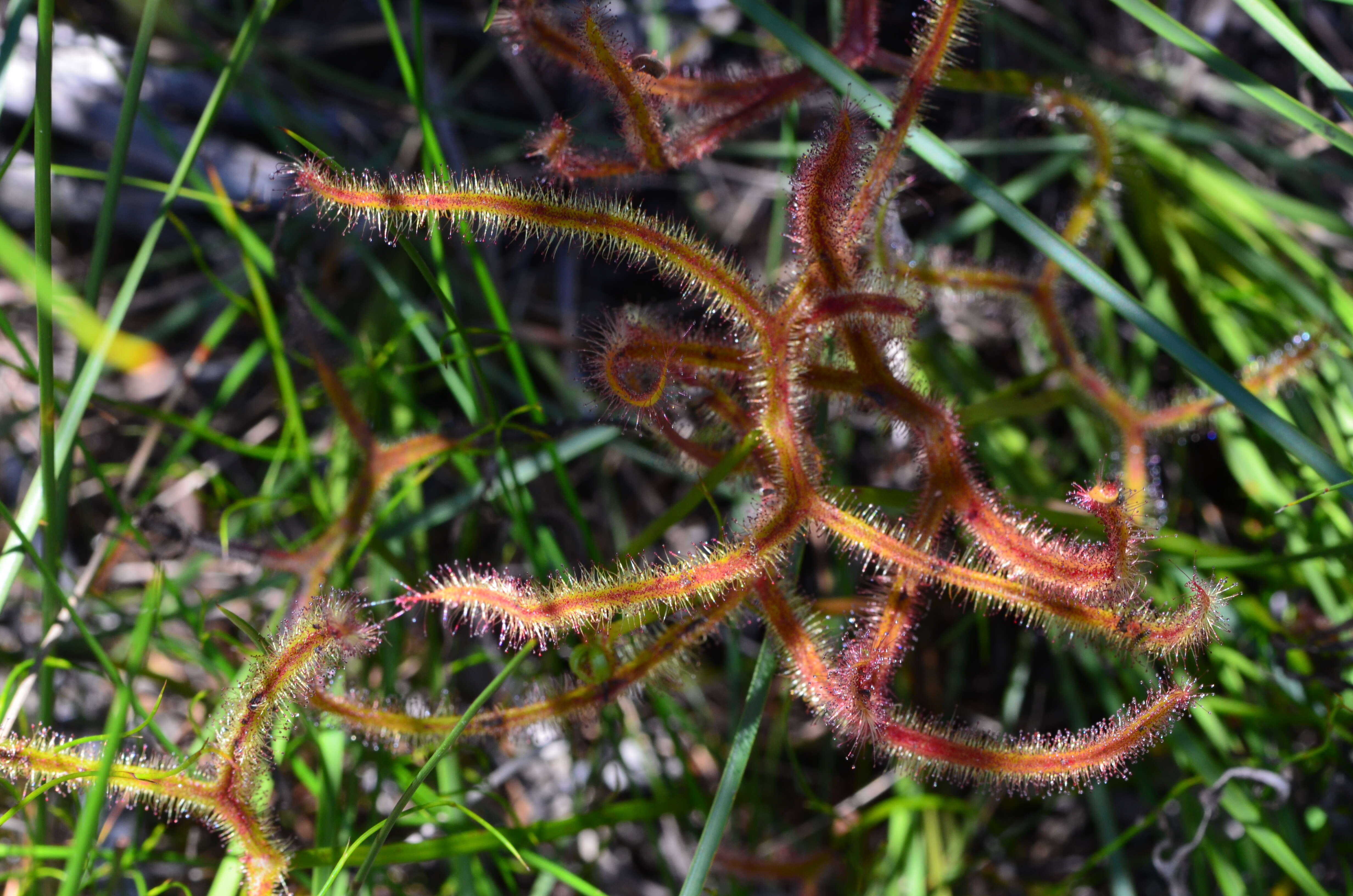 Image of Drosera binata Labill.