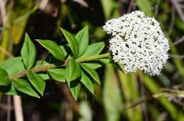 Imagem de Platysace lanceolata (Labill.) Druce