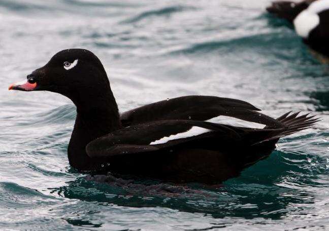 Image of White-winged Scoter