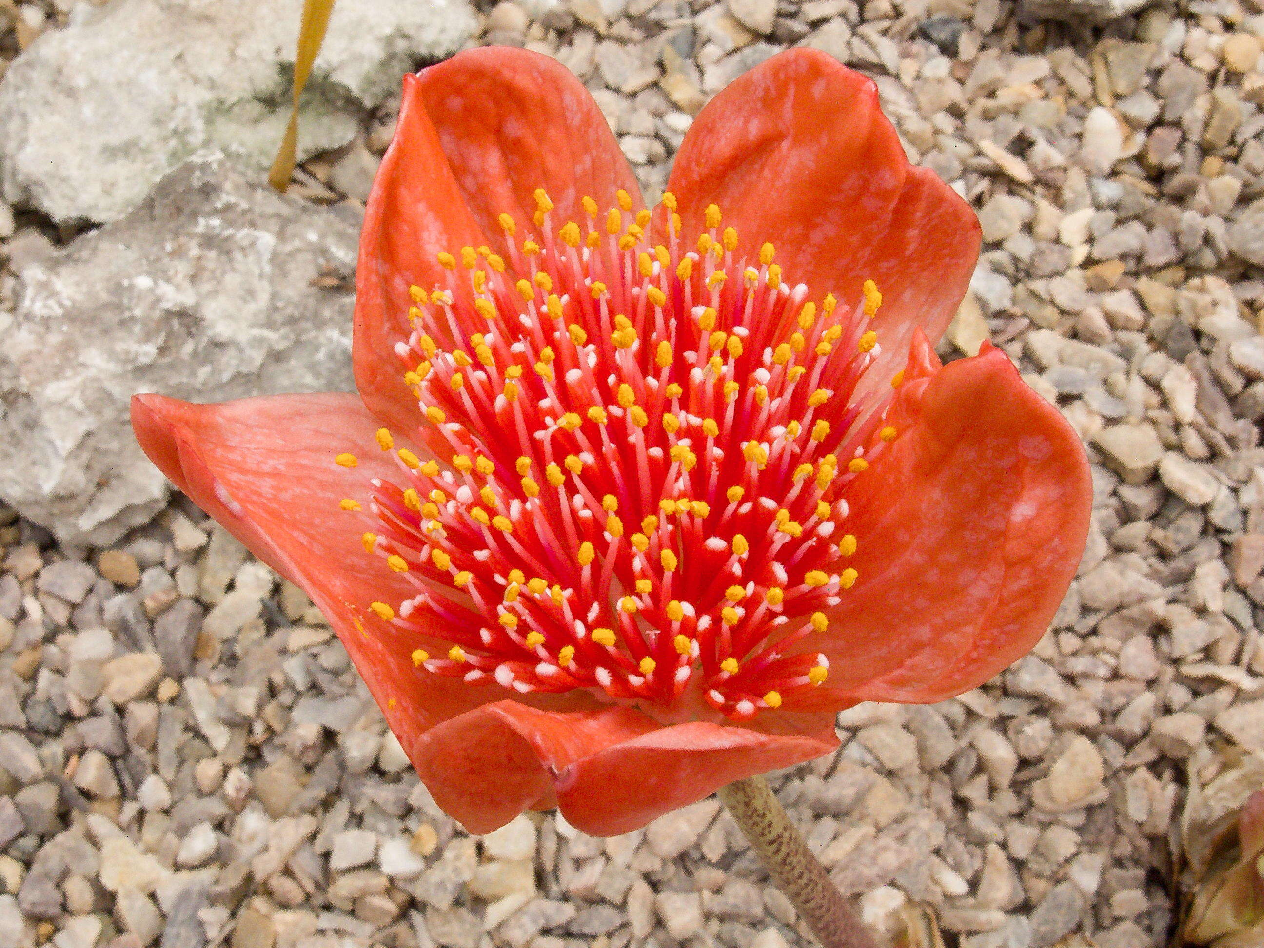 Imagem de Haemanthus coccineus L.