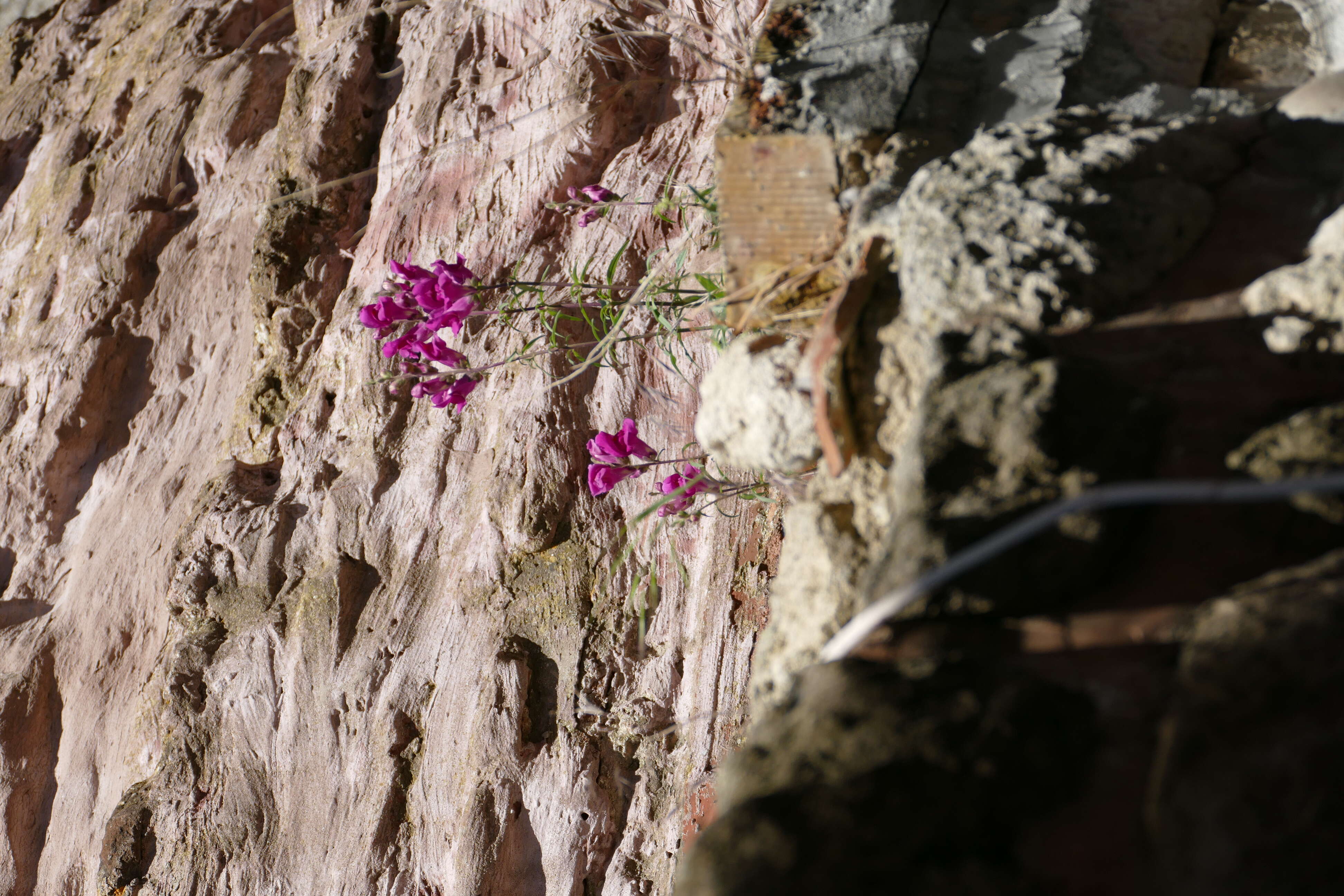 Plancia ëd Antirrhinum majus L.