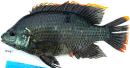 Image of Cichlid